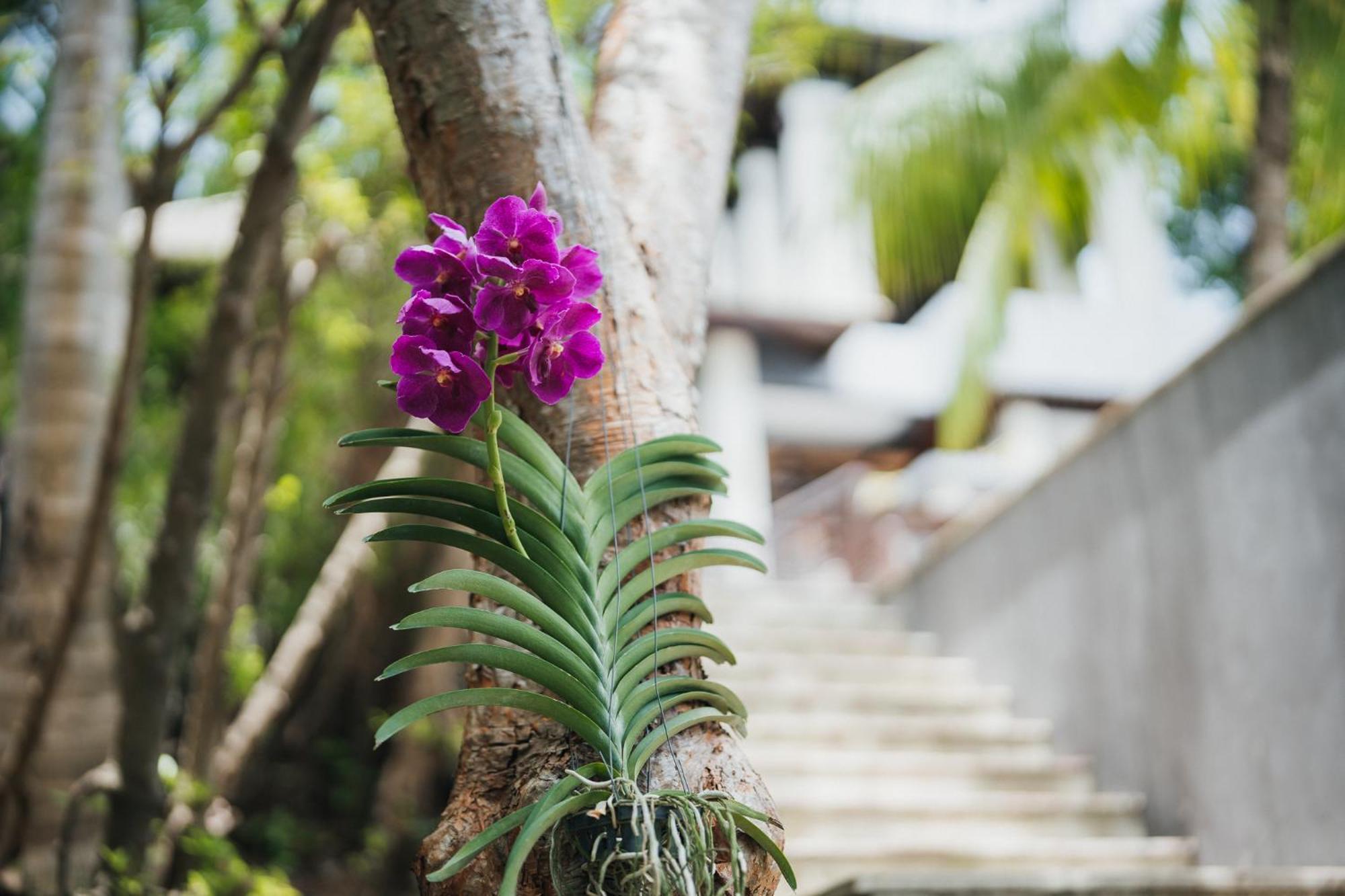Hotel The Kala Amphoe Koksamui Exterior foto